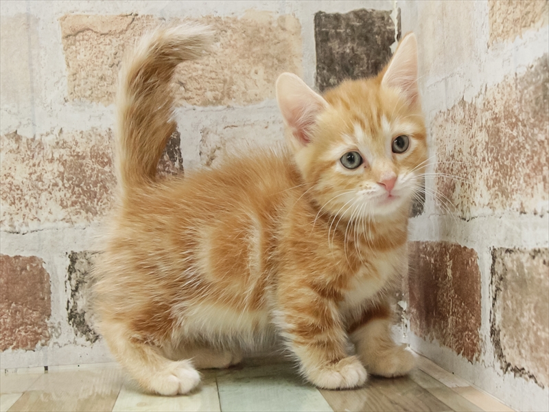 石川県のマンチカン (ワンラブイオンタウン金沢示野店/2025年10月26日生まれ/男の子/レッドタビー)の子猫の2枚目の画像