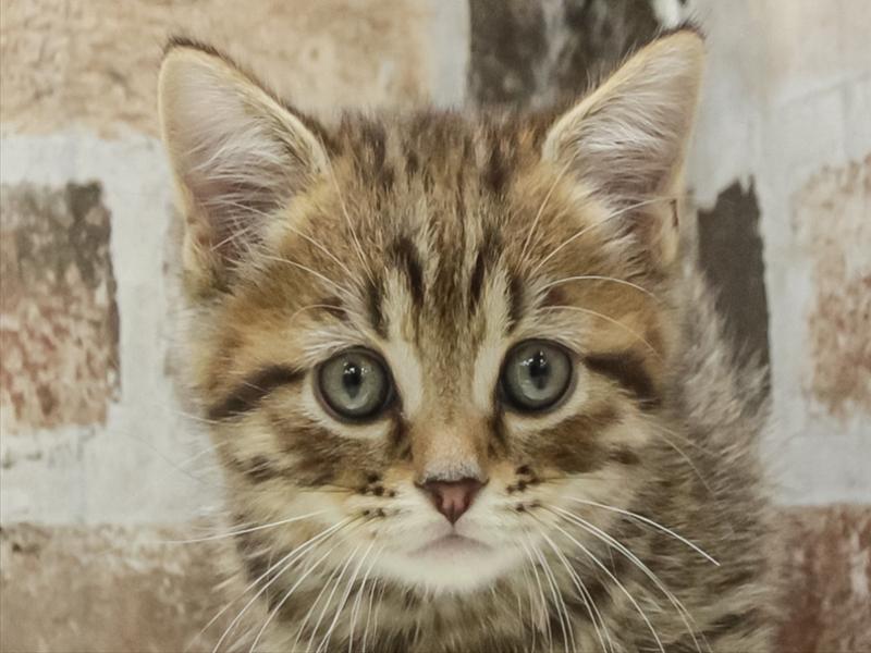 三重県のマンチカン (ワンラブホームセンターバロー松阪店/2025年10月26日生まれ/男の子/ブラウンタビー)の子猫の1枚目の画像