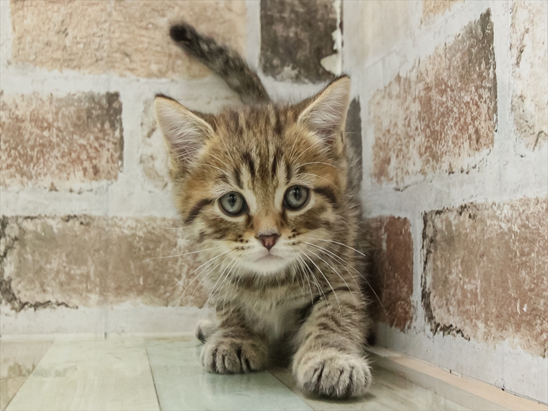 三重県のマンチカン (ワンラブホームセンターバロー松阪店/2025年10月26日生まれ/男の子/ブラウンタビー)の子猫の3枚目の画像