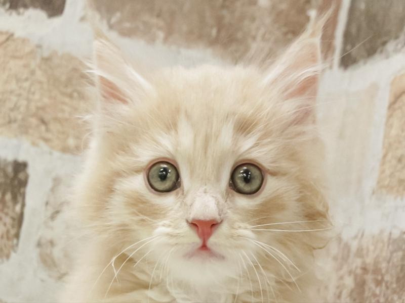 愛知県のノルウェージャンフォレストキャット (ワンラブニャンラブ名古屋本店（猫専門店）/2025年10月26日生まれ/男の子/クリームタビー)の子猫