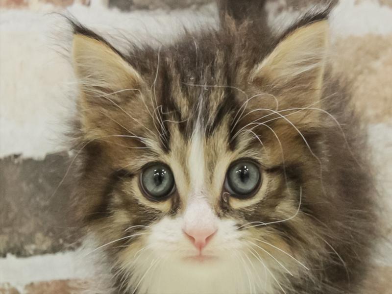 岡山県のノルウェージャンフォレストキャット (ワンラブアリオ倉敷店/2025年10月26日生まれ/男の子/ブラウンタビーホワイト)の子猫の1枚目の画像