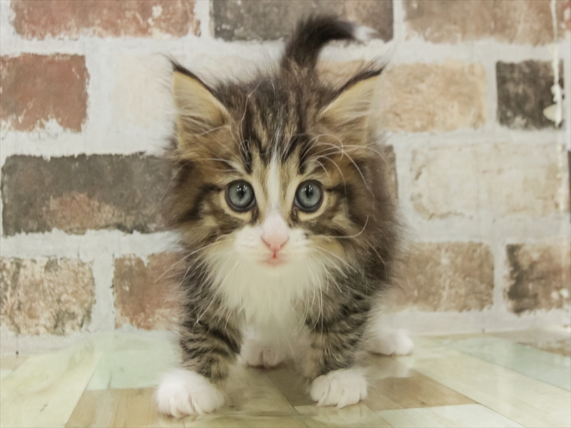 岡山県のノルウェージャンフォレストキャット (ワンラブアリオ倉敷店/2025年10月26日生まれ/男の子/ブラウンタビーホワイト)の子猫の3枚目の画像