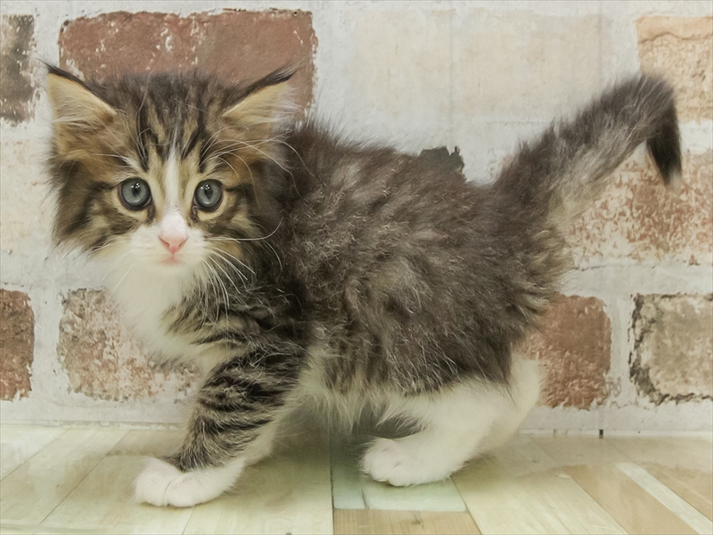 岡山県のノルウェージャンフォレストキャット (ワンラブアリオ倉敷店/2025年10月26日生まれ/男の子/ブラウンタビーホワイト)の子猫の2枚目の画像