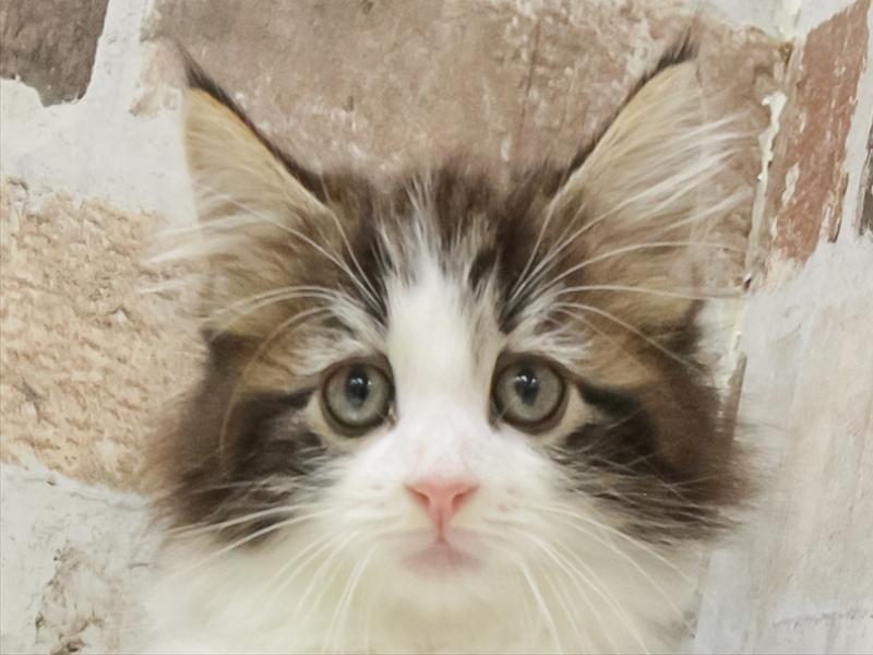 滋賀県のノルウェージャンフォレストキャット (ワンラブカインズ甲賀店/2025年10月26日生まれ/男の子/ブラウンタビーホワイト)の子猫