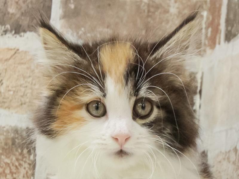 滋賀県のノルウェージャンフォレストキャット (ワンラブピエリ守山店/2025年10月26日生まれ/女の子/ブラウンパッチドタビーホワイト)の子猫