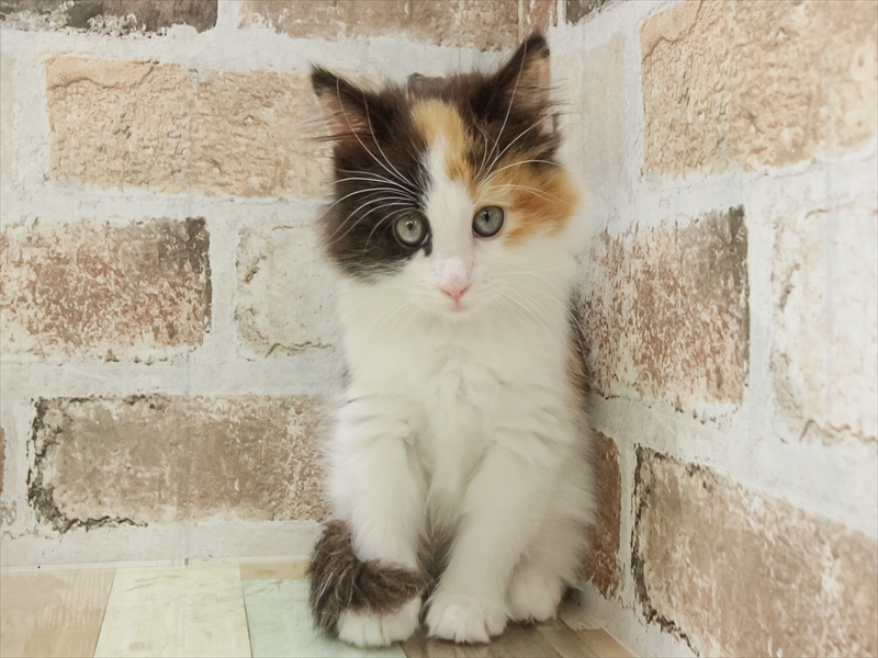 秋田県のノルウェージャンフォレストキャット (ワンラブフレスポ御所野店/2025年10月26日生まれ/女の子/ブラウンパッチドタビーホワイト)の子猫の3枚目の画像