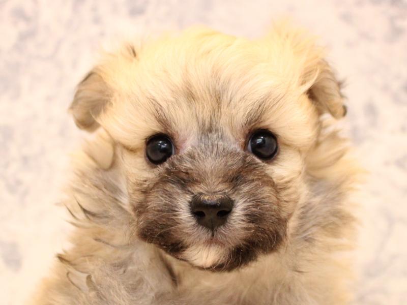 東京都のポメビション(ポメラニアン×ビションフリーゼ) (ワンラブ有明ガーデン東京本店/2025年10月26日生まれ/男の子/オレンジ)の子犬の1枚目の画像