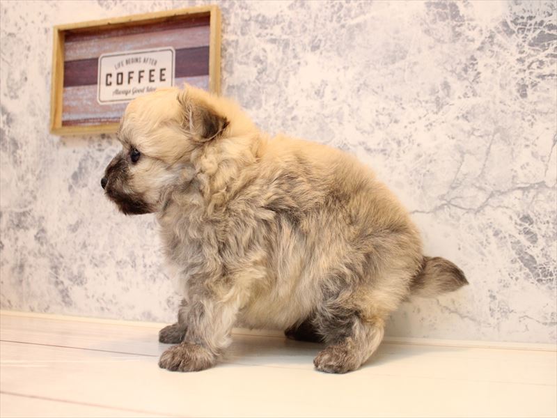 東京都のポメビション(ポメラニアン×ビションフリーゼ) (ワンラブ有明ガーデン東京本店/2025年10月26日生まれ/男の子/オレンジ)の子犬の3枚目の画像