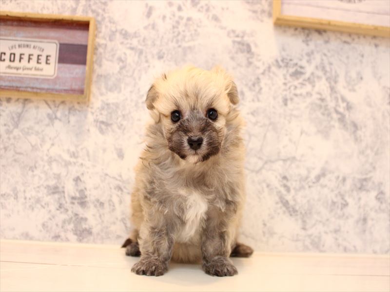 東京都のポメビション(ポメラニアン×ビションフリーゼ) (ワンラブ有明ガーデン東京本店/2025年10月26日生まれ/男の子/オレンジ)の子犬の2枚目の画像