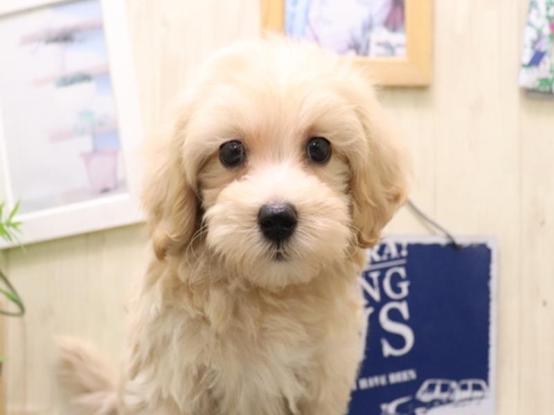 愛知県のマルプー(マルチーズ×プードル) (ワンラブ名古屋守山インター総本店/2025年10月26日生まれ/男の子/アプリコット)の子犬の1枚目の画像