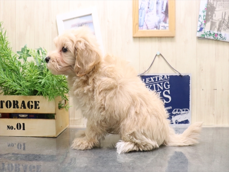 愛知県のマルプー(マルチーズ×プードル) (ワンラブ名古屋守山インター総本店/2025年10月26日生まれ/男の子/アプリコット)の子犬の3枚目の画像