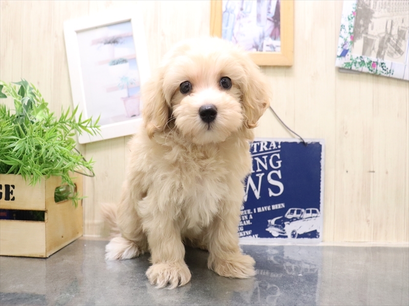 愛知県のマルプー(マルチーズ×プードル) (ワンラブ名古屋守山インター総本店/2025年10月26日生まれ/男の子/アプリコット)の子犬の2枚目の画像