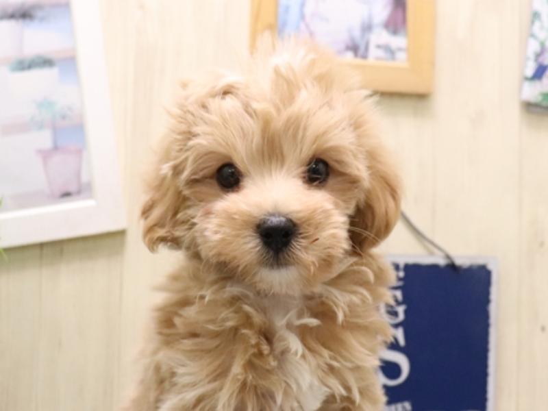 愛知県のマルプー(マルチーズ×プードル) (ワンラブ名古屋守山インター総本店/2025年10月26日生まれ/男の子/アプリコット)の子犬の1枚目の画像