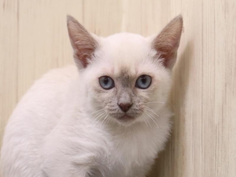 滋賀県のトンキニーズ (ワンラブピエリ守山店/2025年10月18日生まれ/女の子/プラチナミンク)の子猫