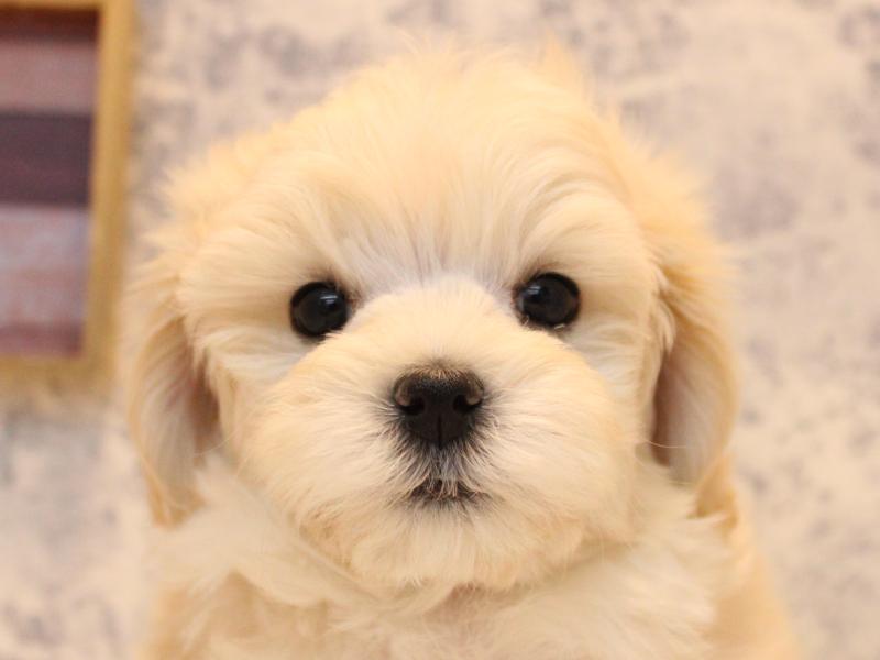 神奈川県のマルプー(マルチーズ×プードル) (ワンラブららぽーと海老名店/2025年10月25日生まれ/女の子/アプリコット)の子犬の1枚目の画像