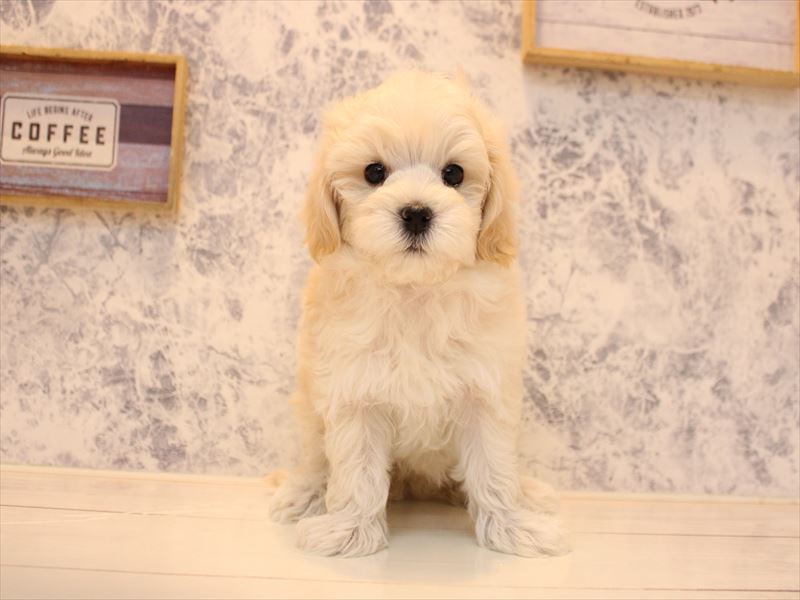 神奈川県のマルプー(マルチーズ×プードル) (ワンラブららぽーと海老名店/2025年10月25日生まれ/女の子/アプリコット)の子犬の2枚目の画像