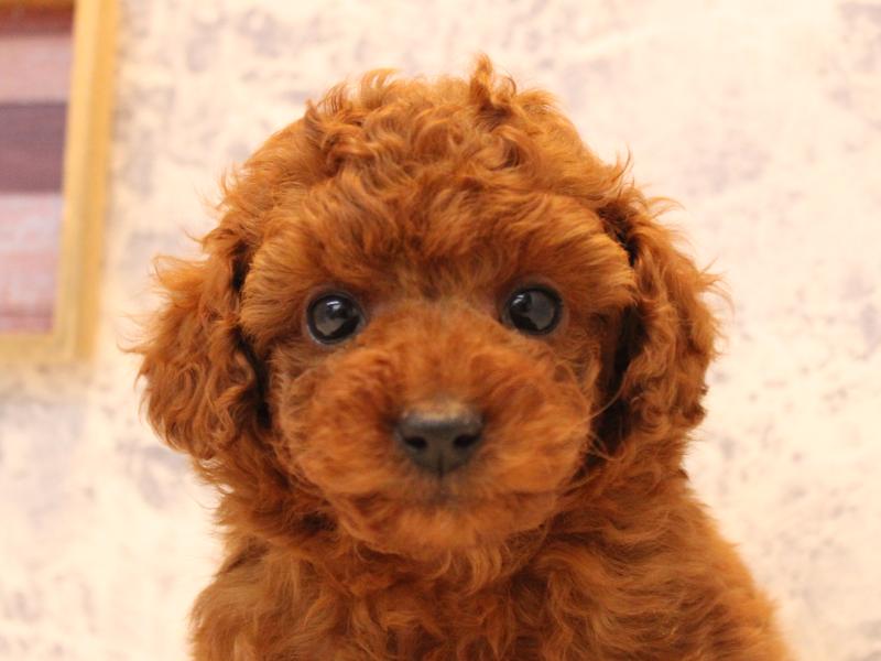 神奈川県のトイプードル(トイ) (ワンラブLICOPA 川崎店/2025年10月26日生まれ/男の子/レッド)の子犬