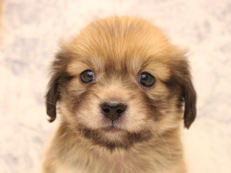 山形県のペキックス(ダックス×ペキニーズ) (ワンラブイオンモール三川店/2025年10月27日生まれ/男の子/シェーデットイエロー)の子犬の1枚目の画像