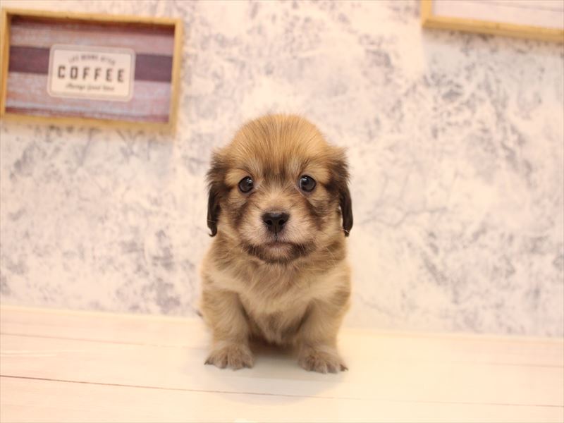 山形県のペキックス(ダックス×ペキニーズ) (ワンラブイオンモール三川店/2025年10月27日生まれ/男の子/シェーデットイエロー)の子犬の2枚目の画像