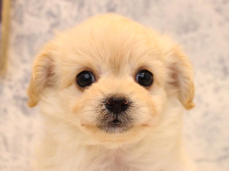 東京都のチワプー/プーチー(チワワ×プードル) (ワンラブ有明ガーデン東京本店/2025年10月26日生まれ/男の子/クリーム)の子犬の1枚目の画像