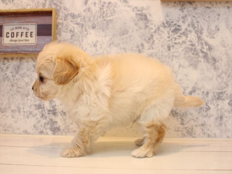 東京都のチワプー/プーチー(チワワ×プードル) (ワンラブ有明ガーデン東京本店/2025年10月26日生まれ/男の子/クリーム)の子犬の3枚目の画像