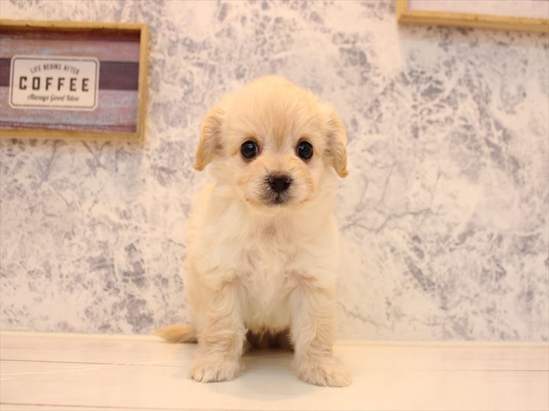東京都のチワプー/プーチー(チワワ×プードル) (ワンラブ有明ガーデン東京本店/2025年10月26日生まれ/男の子/クリーム)の子犬の2枚目の画像