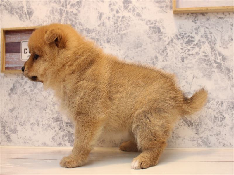 東京都のポメ柴/豆ポメ/ポメ豆柴(ポメラニアン×柴犬) (ワンラブららぽーと立川立飛店/2025年10月25日生まれ/女の子/赤)の子犬の3枚目の画像