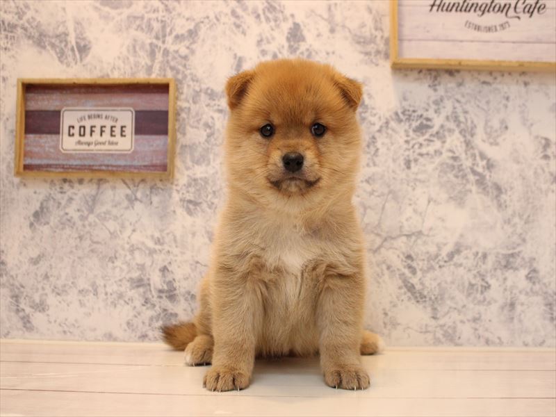 東京都のポメ柴/豆ポメ/ポメ豆柴(ポメラニアン×柴犬) (ワンラブららぽーと立川立飛店/2025年10月25日生まれ/女の子/赤)の子犬の2枚目の画像