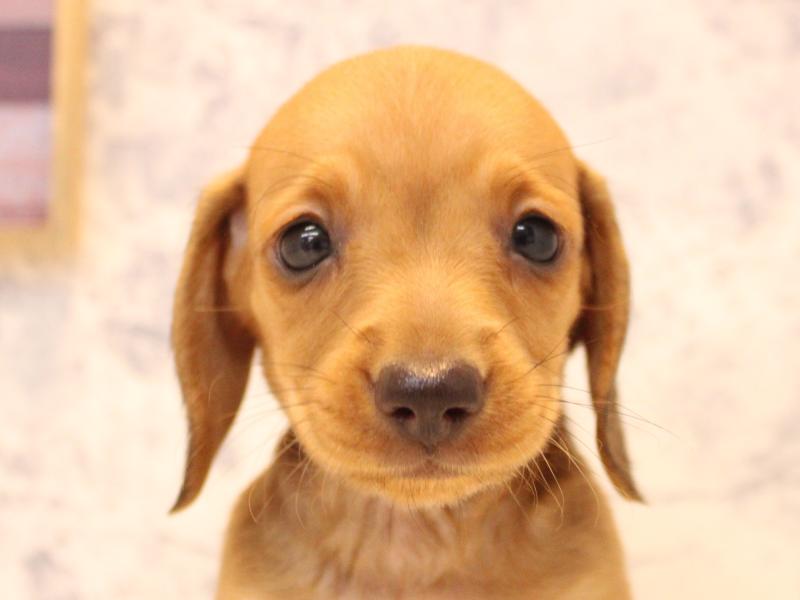 埼玉県のミニチュアダックスフンド(ロング) (ワンラブアリオ鷲宮店/2025年10月25日生まれ/男の子/レッド)の子犬の1枚目の画像