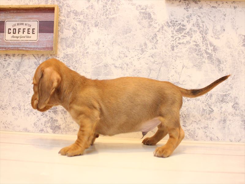 埼玉県のミニチュアダックスフンド(ロング) (ワンラブアリオ鷲宮店/2025年10月25日生まれ/男の子/レッド)の子犬の3枚目の画像