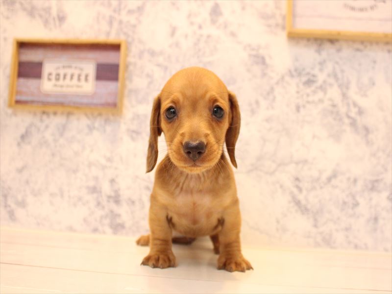 埼玉県のミニチュアダックスフンド(ロング) (ワンラブアリオ鷲宮店/2025年10月25日生まれ/男の子/レッド)の子犬の2枚目の画像