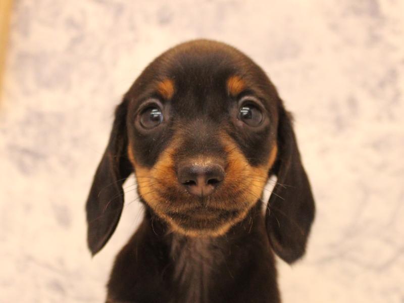 神奈川県のミニチュアダックスフンド(ロング) (ワンラブららぽーと海老名店/2025年10月25日生まれ/女の子/ブラックタン)の子犬の1枚目の画像