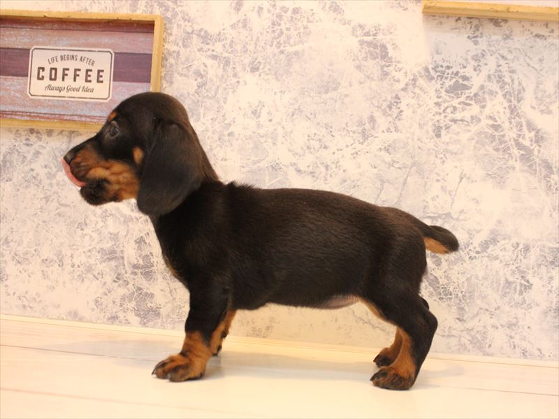 神奈川県のミニチュアダックスフンド(ロング) (ワンラブららぽーと海老名店/2025年10月25日生まれ/女の子/ブラックタン)の子犬の3枚目の画像