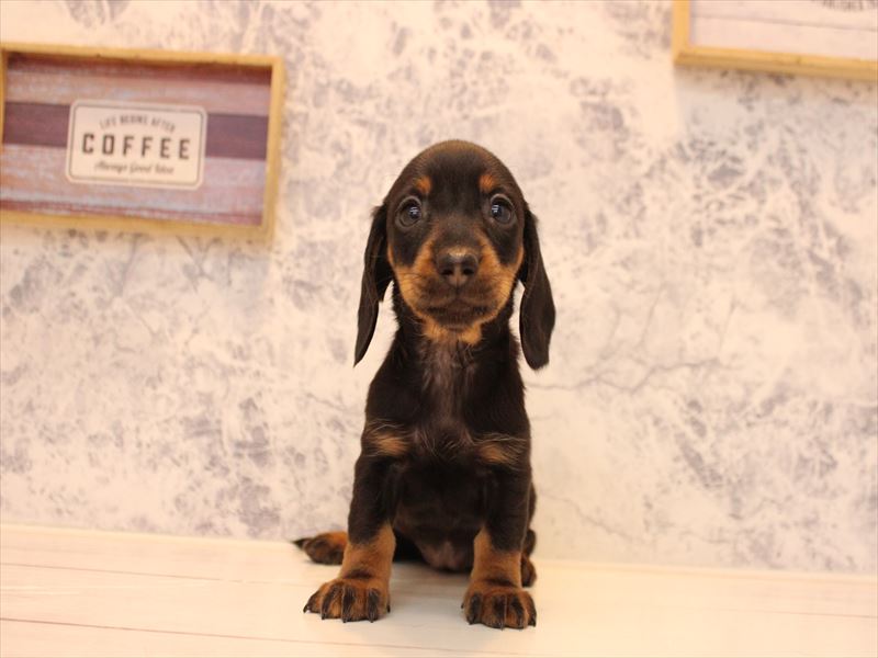 神奈川県のミニチュアダックスフンド(ロング) (ワンラブららぽーと海老名店/2025年10月25日生まれ/女の子/ブラックタン)の子犬の2枚目の画像