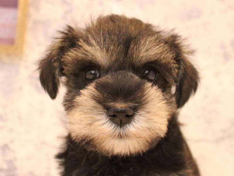 福岡県のミニチュアシュナウザー (ワンラブ福岡総本店/2025年10月26日生まれ/女の子/ソルトペッパー)の子犬の1枚目の画像