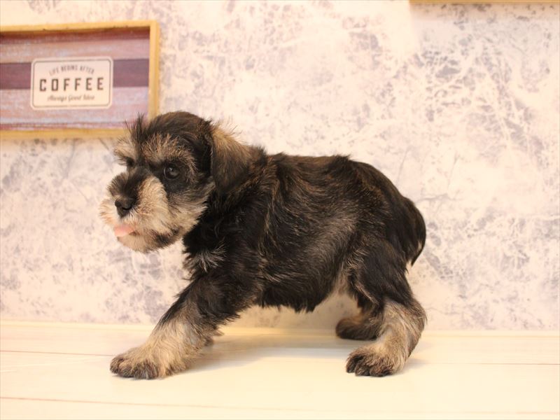 福岡県のミニチュアシュナウザー (ワンラブ福岡総本店/2025年10月26日生まれ/女の子/ソルトペッパー)の子犬の3枚目の画像