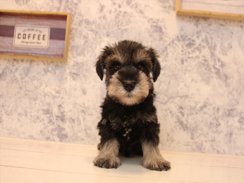 福岡県のミニチュアシュナウザー (ワンラブ福岡総本店/2025年10月26日生まれ/女の子/ソルトペッパー)の子犬の2枚目の画像