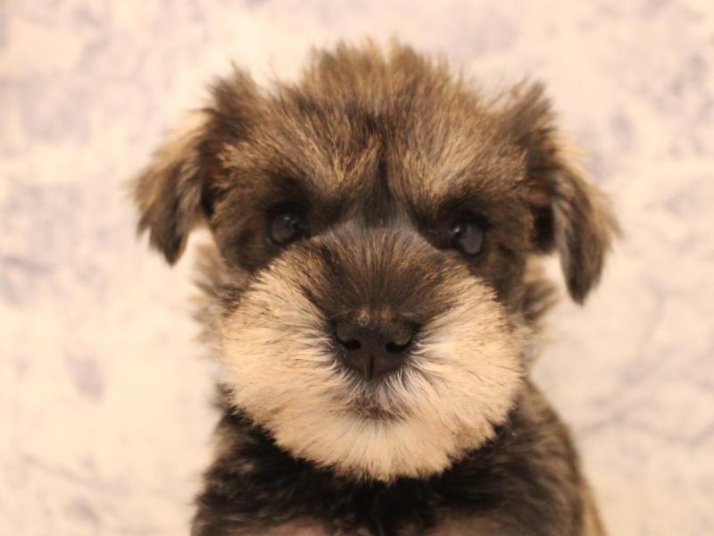 福岡県のミニチュアシュナウザー (ワンラブ福岡総本店/2025年10月26日生まれ/女の子/ソルトペッパー)の子犬の1枚目の画像