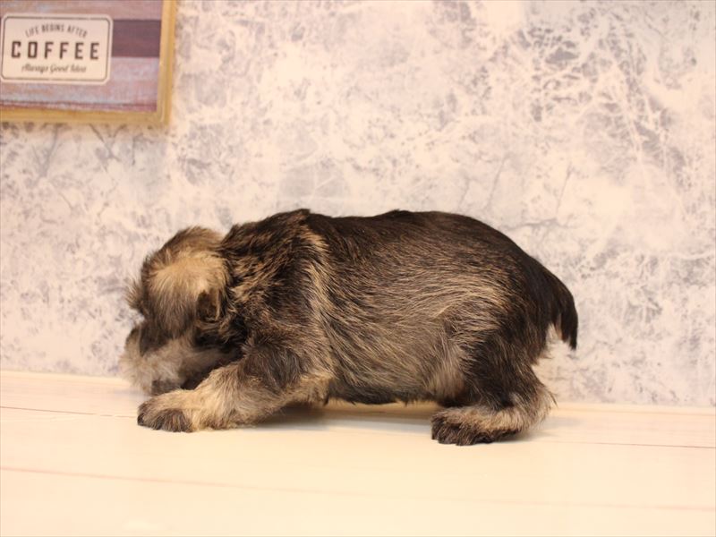 福岡県のミニチュアシュナウザー (ワンラブ福岡総本店/2025年10月26日生まれ/女の子/ソルトペッパー)の子犬の3枚目の画像