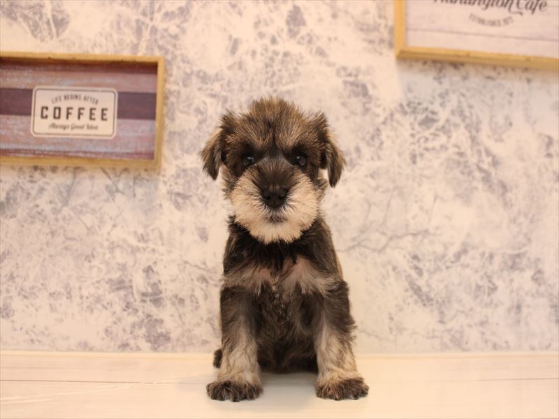 福岡県のミニチュアシュナウザー (ワンラブ福岡総本店/2025年10月26日生まれ/女の子/ソルトペッパー)の子犬の2枚目の画像