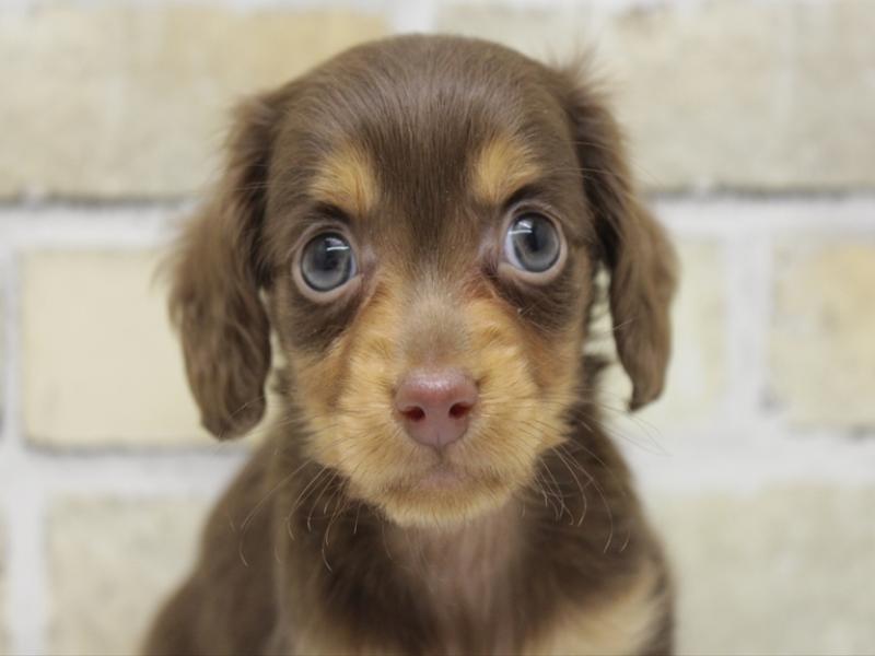 福岡県のミニチュアダックスフンド(ロング) (ワンラブ福岡総本店/2025年10月23日生まれ/男の子/チョコレートタン)の子犬の1枚目の画像