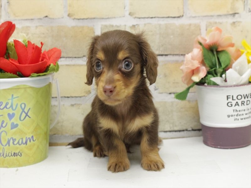 福岡県のミニチュアダックスフンド(ロング) (ワンラブ福岡総本店/2025年10月23日生まれ/男の子/チョコレートタン)の子犬の3枚目の画像