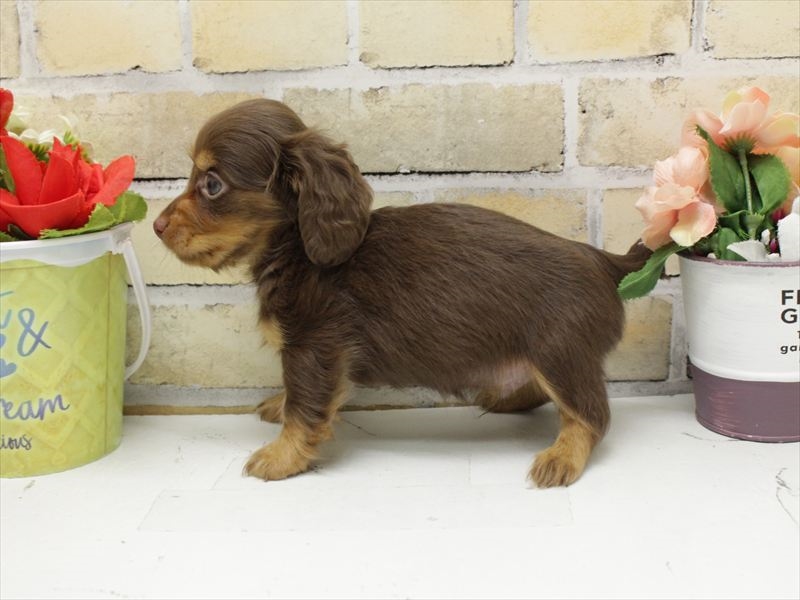 福岡県のミニチュアダックスフンド(ロング) (ワンラブ福岡総本店/2025年10月23日生まれ/男の子/チョコレートタン)の子犬の2枚目の画像