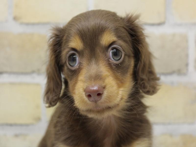 福岡県のミニチュアダックスフンド(ロング) (ワンラブ福岡総本店/2025年10月23日生まれ/女の子/チョコレートタン)の子犬の1枚目の画像