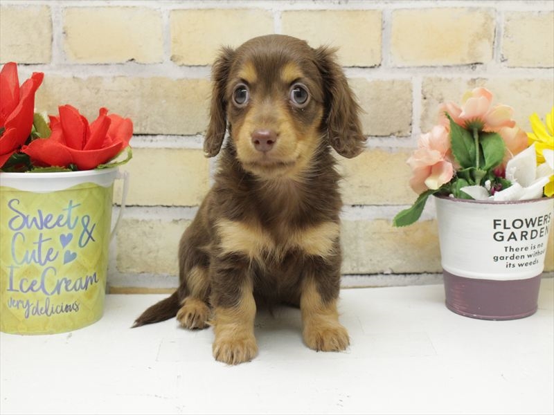 福岡県のミニチュアダックスフンド(ロング) (ワンラブ福岡総本店/2025年10月23日生まれ/女の子/チョコレートタン)の子犬の3枚目の画像