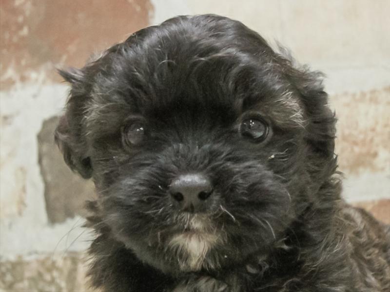 長野県のペキプー(ペキニーズ×プードル) (ワンラブアリオ上田店/2025年10月25日生まれ/女の子/ブラック)の子犬