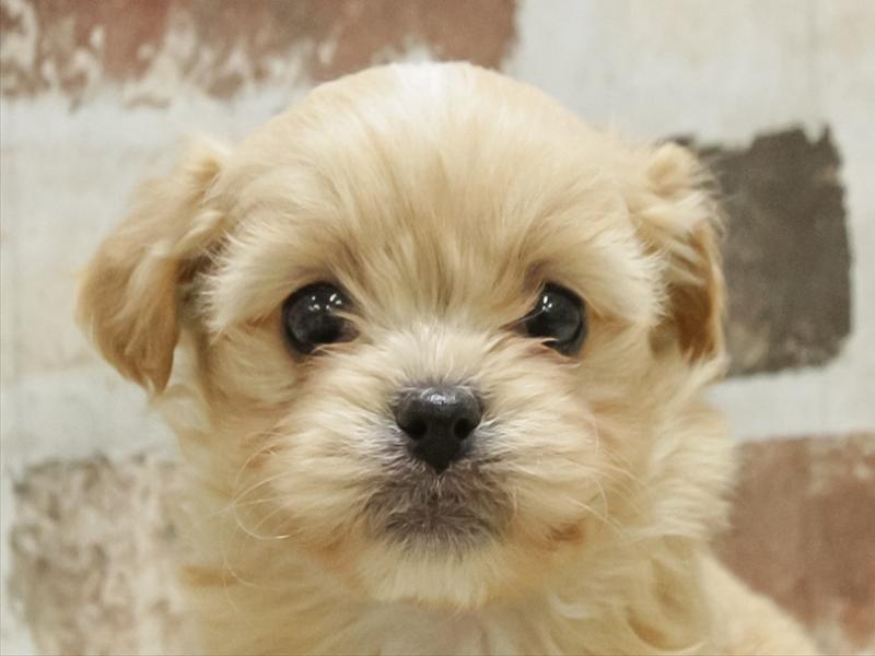 香川県のペキプー(ペキニーズ×プードル) (ワンラブゆめタウン三豊店/2025年10月25日生まれ/女の子/アプリコット)の子犬の1枚目の画像