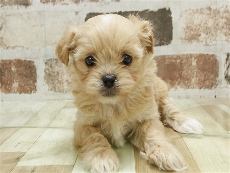 香川県のペキプー(ペキニーズ×プードル) (ワンラブゆめタウン三豊店/2025年10月25日生まれ/女の子/アプリコット)の子犬の3枚目の画像