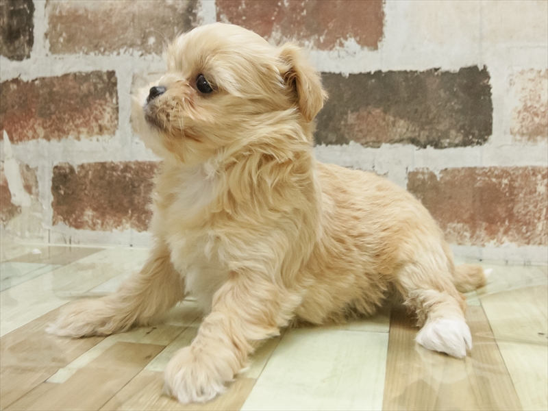 香川県のペキプー(ペキニーズ×プードル) (ワンラブゆめタウン三豊店/2025年10月25日生まれ/女の子/アプリコット)の子犬の2枚目の画像