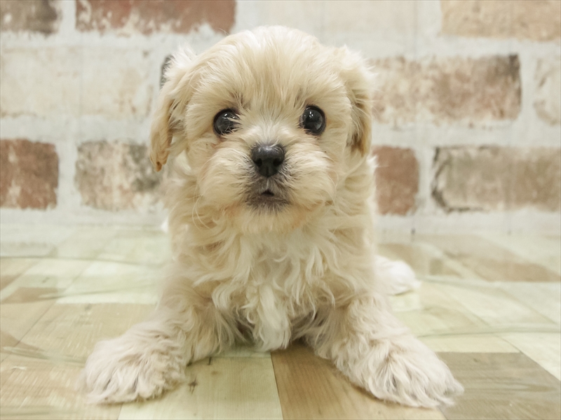 山口県のペキプー(ペキニーズ×プードル) (ワンラブゆめシティ店/2025年10月25日生まれ/女の子/アプリコット)の子犬の3枚目の画像